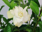 Gardenia augusta Florida