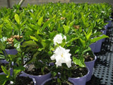 Gardenia augusta Golden Magic