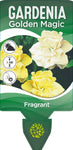 Gardenia augusta Golden Magic