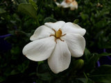 Gardenia augusta Grandiflora Star