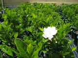 Gardenia augusta Professor Pucci