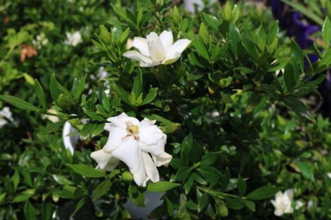 Gardenia augusta Radicans