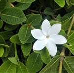 Gardenia psidioides White Star