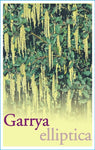 Garrya elliptica