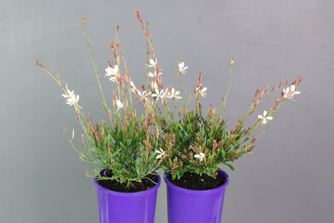 Gaura Baby Butterflies Pearl