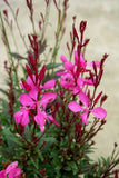 Gaura Baby Butterflies Rose