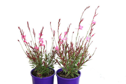 Gaura Baby Butterflies Rose