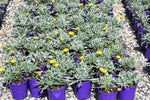 Gazania Double Gold TM GT20