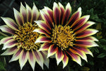 Gazania Montezuma