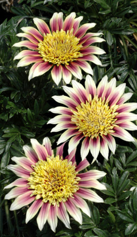 Gazania Montezuma