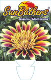 Gazania Montezuma