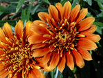 Gazania Sunset Jane