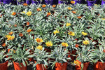 Gazania Sunset Jane