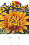 Gazania Sunset Jane