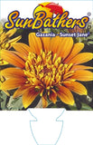 Gazania Sunset Jane