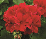 Geranium Calliope Big Red