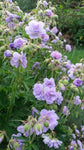 Geranium Cloud Nine