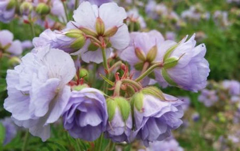 Geranium Cloud Nine