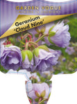 Geranium Cloud Nine