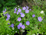 Geranium Rozanne