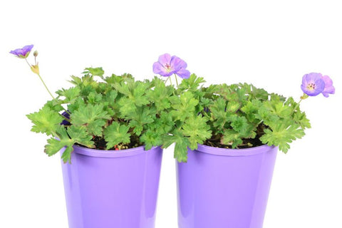 Geranium Rozanne