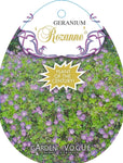 Geranium Rozanne