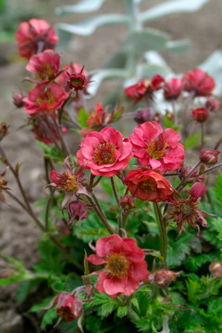 Geum Flames of Passion