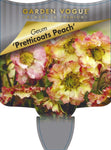 Geum Pretticoats Peach