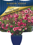 Geum Tempo Rose