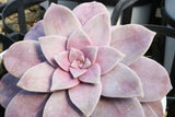 Graptopetalum pentandrum