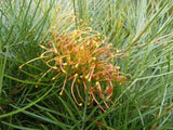 Grevillea Amber Blaze