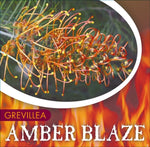 Grevillea Amber Blaze