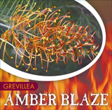 Grevillea Amber Blaze