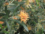 Grevillea Apricot Glow