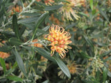 Grevillea Apricot Glow