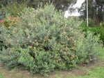 Grevillea Apricot Glow