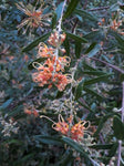 Grevillea Apricot Glow