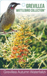 Grevillea Autumn Waterfall