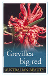 Grevillea Big Red