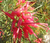 Grevillea Bon Accord