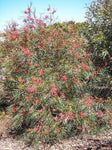 Grevillea Cherry Pie