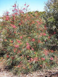 Grevillea Cherry Pie