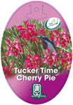 Grevillea Cherry Pie