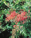 Grevillea Coconut Ice