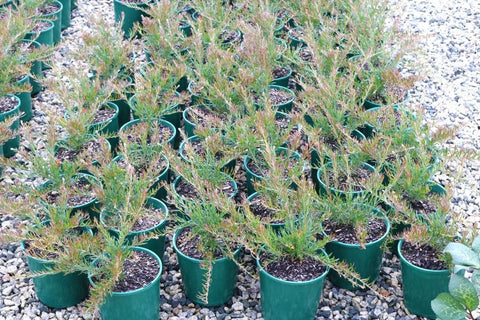 Grevillea Crackles