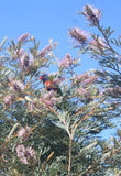 Grevillea Dorothy Gordon