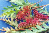 Grevillea Fanfare (grafted)