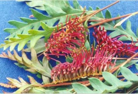 Grevillea Fanfare (grafted)