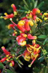 Grevillea Fire Cracker