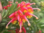 Grevillea Fireworks